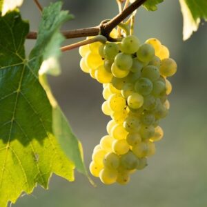 Dégustation vin Alsace